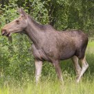 Close encounter with a moose.
